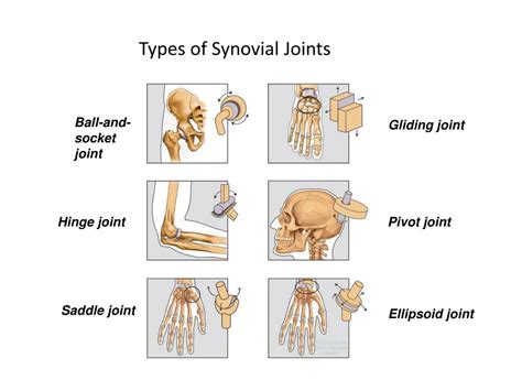 Examples Of Types Of Synovial Joints
