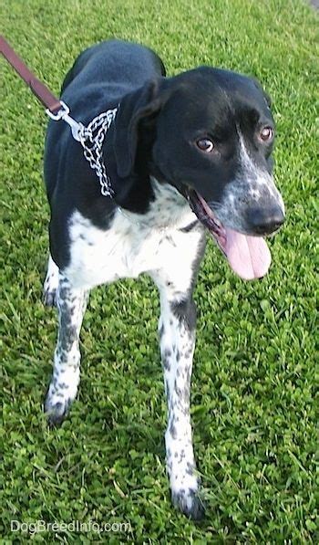 Pointers did not gain widespread popularity until firearms were. Image of border collie pointer mix | Collie, Border collie ...