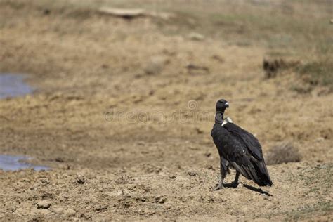 White Rumped Vulture Gyps Bengalensis Desert National Park Jaisalmer