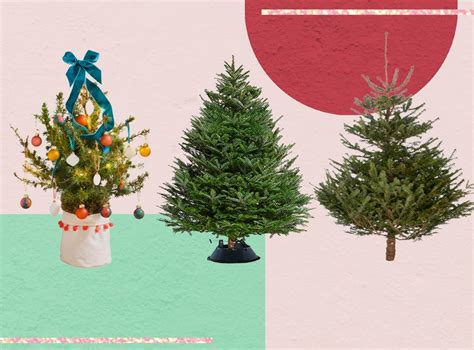 Best Real Christmas Trees 2021 Nordmann Fraser And Korean Firs The