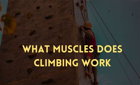 What Muscles Does Climbing Work Muscle Group Benefits Is It Good