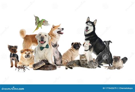 Group Of Different Pets On Background Stock Image Image Of Breed