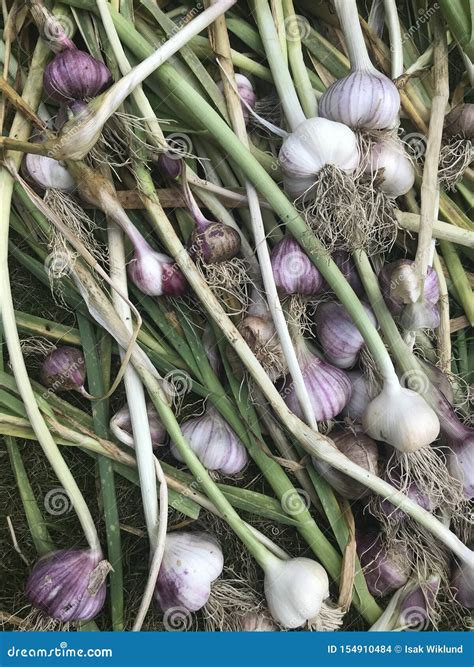 Fresh Garlic Bulbs Kitchen Garden Stock Photo Image Of Bundle Spice