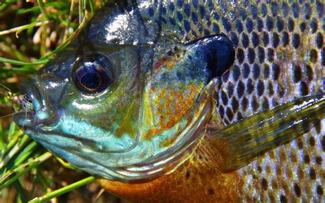 Fly Fishing For Bluegill And Other Sunfish Fish Fly Fishing Bluegill