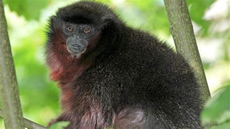 Descubren Una Nueva Especie De Mono Tití Que Está En Peligro De Extinción