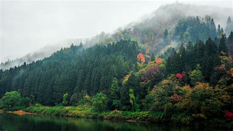 Mountain Forest Trees · Free Photo On Pixabay
