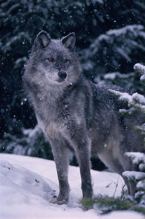 Wolf Images Wolf Photos Wolf Pictures Wolf Wallpaper Animal