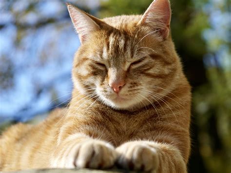 Up to 80% of orange cats are male and nobody knows why. Oh! Those Orange Cats - Cat Tales