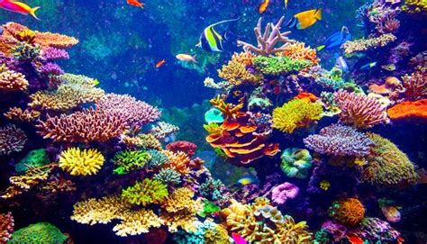 Playing Sounds Of A Healthy Coral Reef ‘can Attract Fish