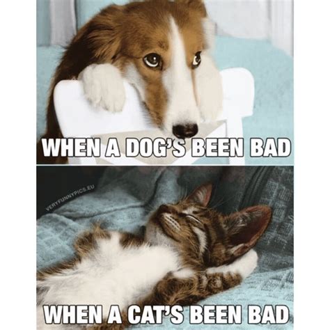 Funny Cat And Dog Memes Clean 1 19 Very Funny Cat Memes Clean