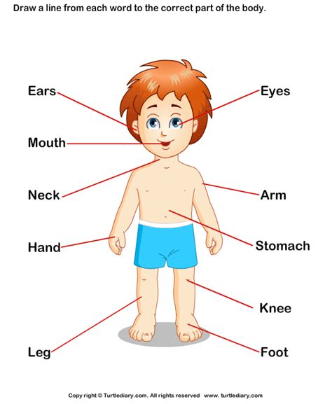 The old woman kissed the meaning: Body Parts for Kids Worksheet - Turtle Diary