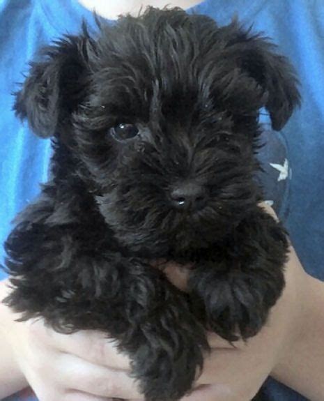 Contact the dog breeders below for standard schnauzer puppies for sale. black mini schnauzer puppy!!