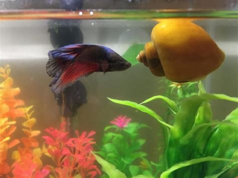 Dear friends and hobbyists, most of us have this doubt as to 1.what is wrong with my fish ? Why is My Aquarium Snail Floating? | Aquanswers