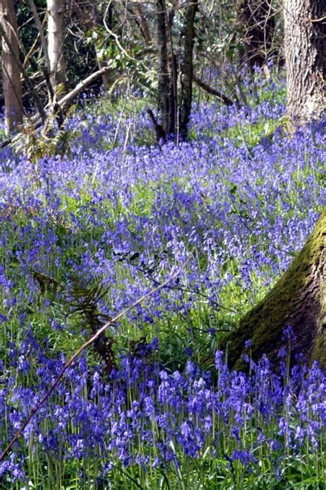 Its Bluebell Season In Devon Bluebells Woodland Flowers Wild Flowers
