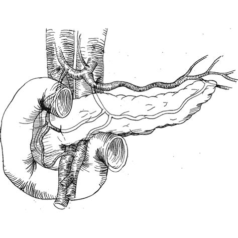 The Best Free Pancreas Drawing Images Download From 33 Free Drawings