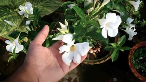 How Long Do Mandevillas Flower A Comprehensive Guide Qooplants Com