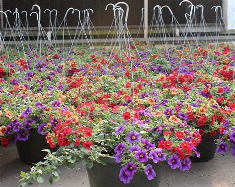 Mixed Calibrachoa Baskets Parks Brothers Greenhouses Flickr