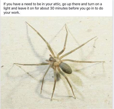 Pin By Shirley On Health Spider Bites Brown Recluse Spider Spider