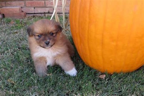 With their breeder, waiting for you! Cute Shih tzu/pomeranian Puppies for Sale in Lubbock ...