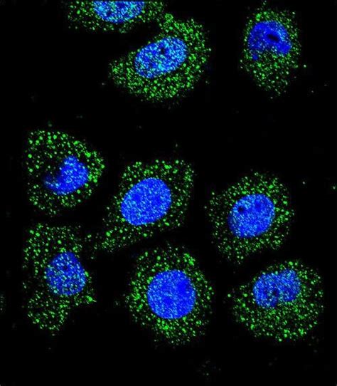 id1 antibody center peptide affinity purified rabbit polyclonal antibody pab ihc p wb if