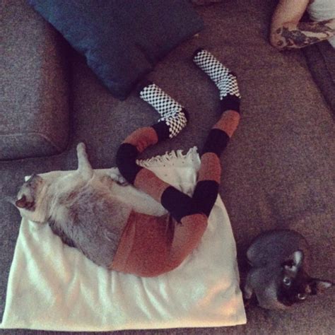 We Cant Stop Laughing At These Photos Of Cats Wearing Tights The