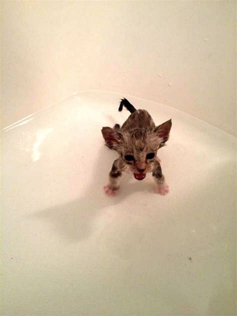 Itty Bitty Wet Kitty Pretty Cats Cat Memes Silly Cats Pictures