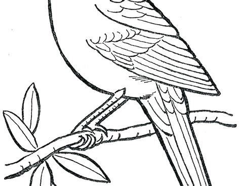 Cardinal Coloring Page At Getdrawings Free Download