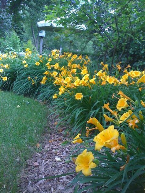 50 Beautiful Daylily Garden Decoratoo Daylily Garden Day Lilies