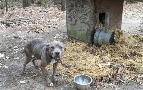 16 Dogs Found Chained In The Woods In ‘horrific Conditions Rescued