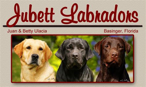 We at close corter's labs strive to breed top quality, dual purpose labradors that have the ability to excel in field & show. Jubett Labradors Florida Miami Labrador Retrievers Breeder