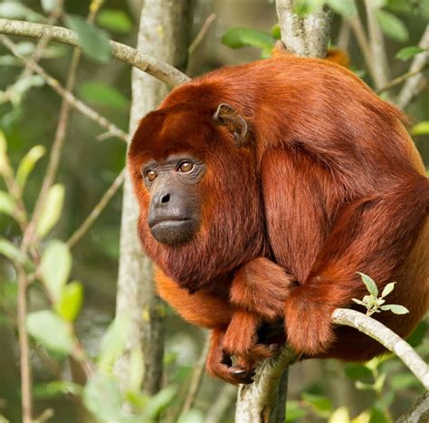 primates amazonia expeditions