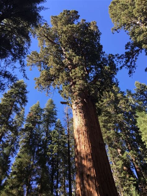 Is general sherman tree still growing? General Sherman Is The Largest Tree In The World And It's ...