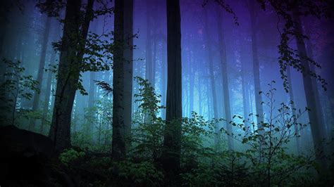 Wallpaper Sunlight Trees Forest Dark Night Nature Reflection