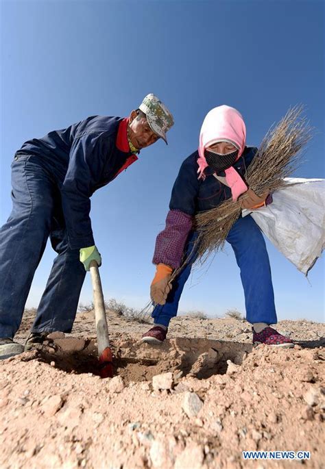 people plant sacsaoul trees at desert to prevent and control desertification in inner mongolia