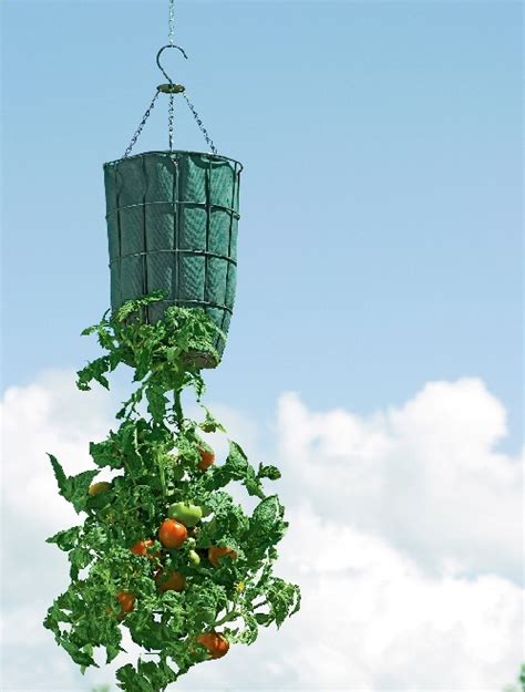 Make Your Own Upside Down Tomato Planter