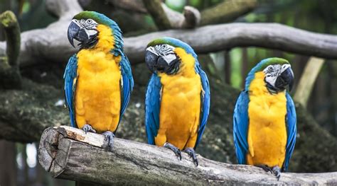 Enter your email address to receive alerts when we have new listings available for exotic bird pets. Nationwide announces new bird and exotic pet insurance product