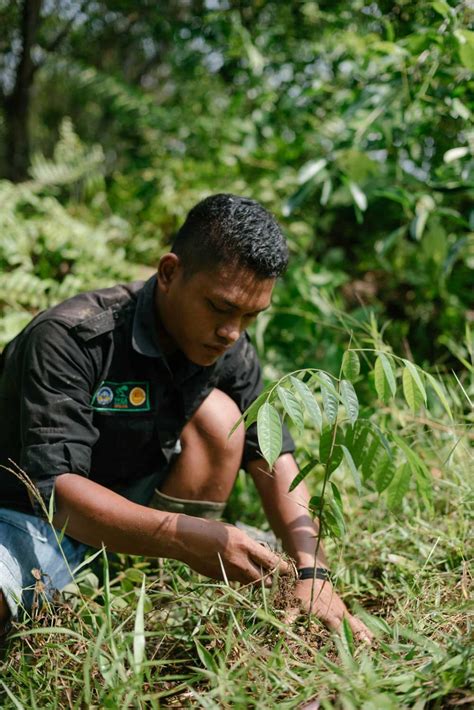 How Are Ecosia S Trees Protected From Being Cut Down