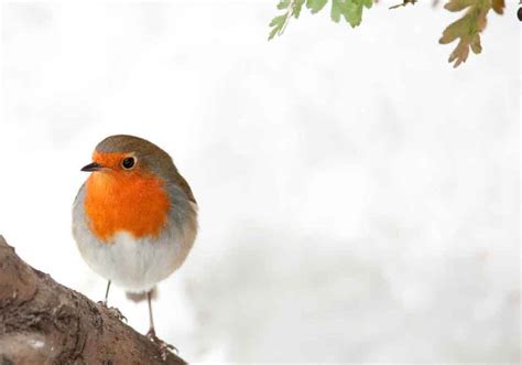 Top Robin Life Cycle Facts Egg Nest Lifespan Facts