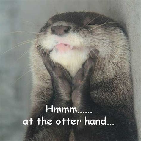 At The Otter Hand Some Of My Photos Funny Text Sylviadros With