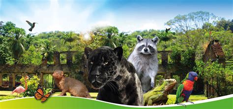Zoo De La Martinique Travel Guides And News