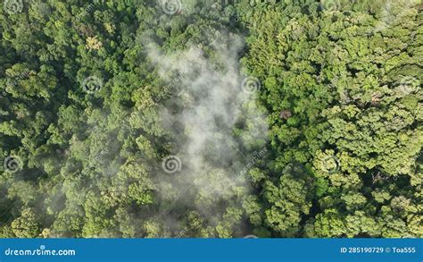 Tropical Forests Can Absorb Large Amounts Of Carbon Dioxide From The
