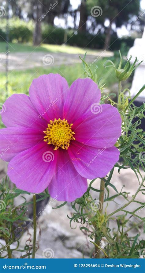 Beautiful Garden Cosmos Flowers Purple Stock Photo Image Of