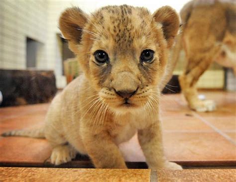Baby Lions Cubs My Hd Animals