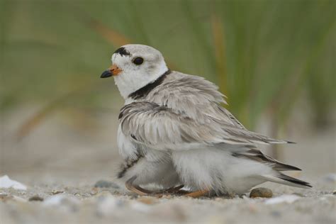 Beach Nesting Bird Protection Biodiversityworks