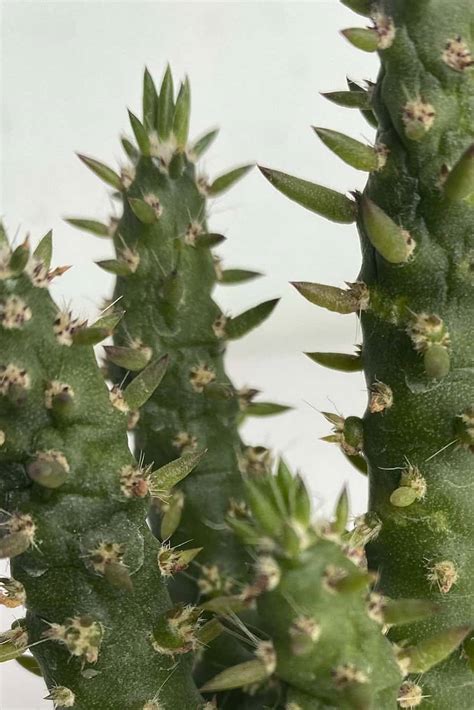 Eves Pin Cactus Mini Terrarium Plantshopme