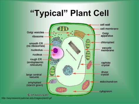 Ppt Cell Structure And Function Powerpoint Presentation Free Download