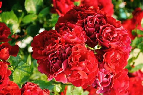 Beautiful Red Rose Bush Stock Image Image Of Rose Flora 24708515