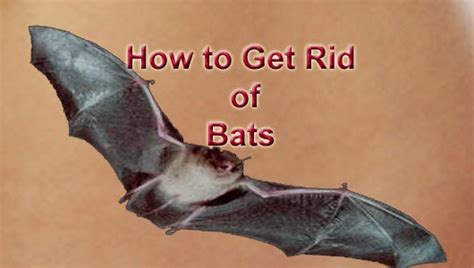 Do you want to get rids of bats in the attic? How to Get Rid of Bats Easily | Arbkan