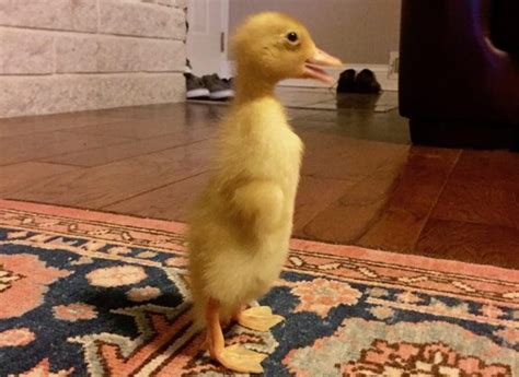 How To Care For Ducklings Backyard Poultry