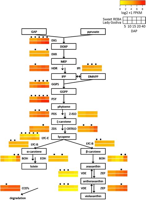 Carotenoid Metabolism And Associated Gene Expression Proposed Pathway